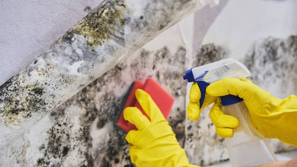 Why You Should Choose Our Mold Remediation Services in Smackover, AR